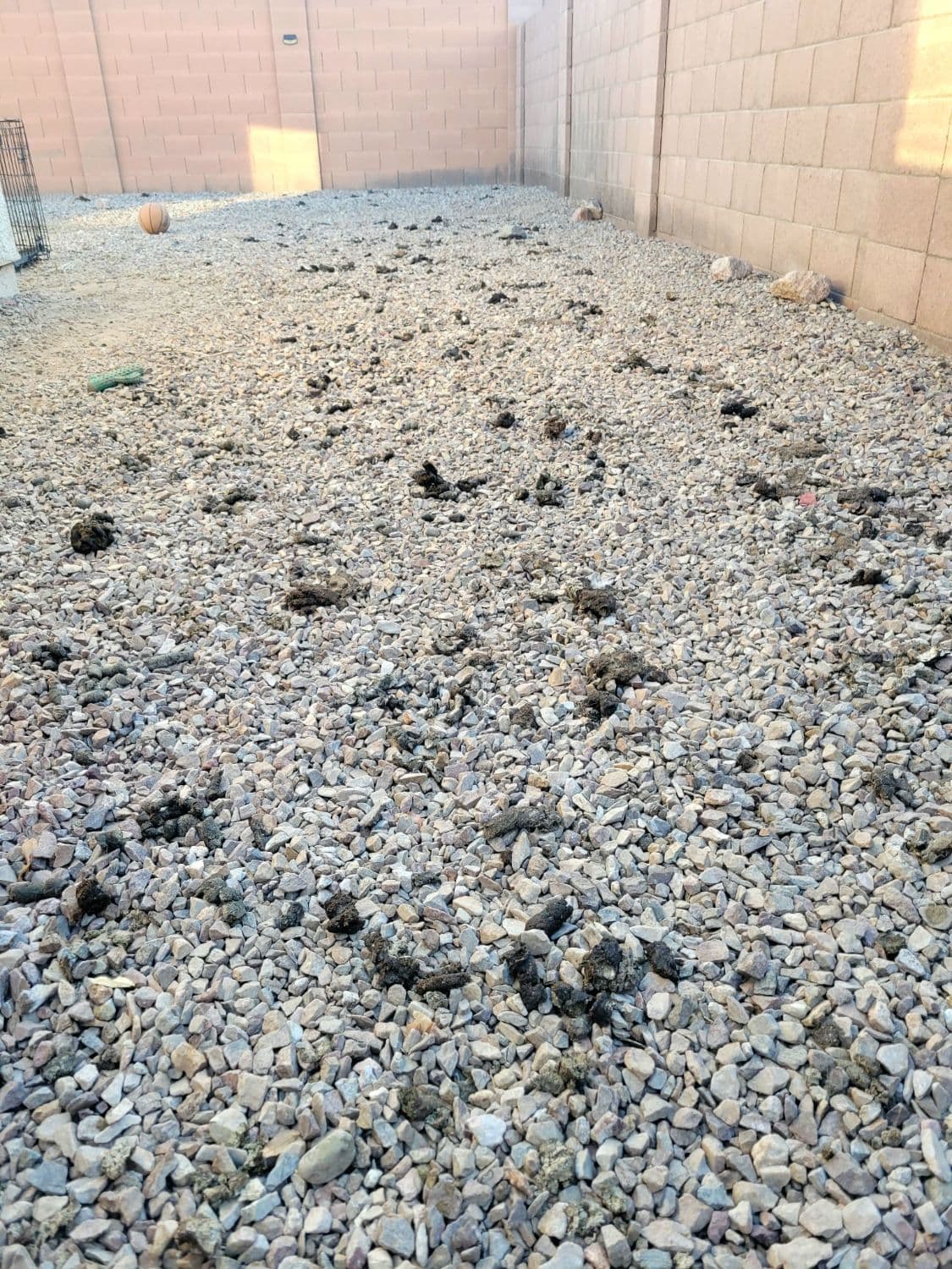 Before: El Paso gravel backyard covered in dog waste